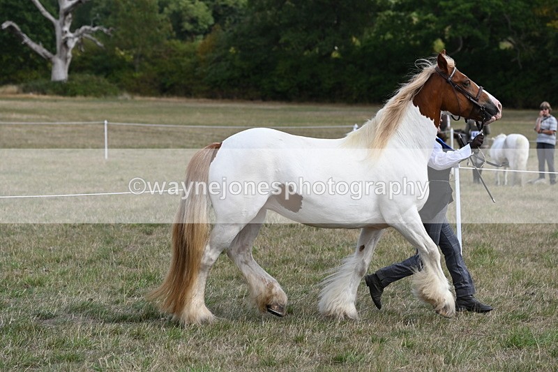 WJ6_6556 - Class 20 In-hand Cob