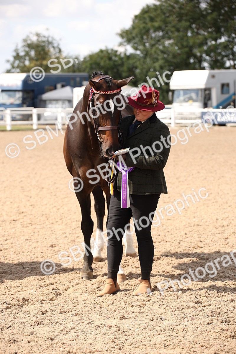 SBM_03451 - Class 18 Handsomest Gelding (IH or Ridden)
