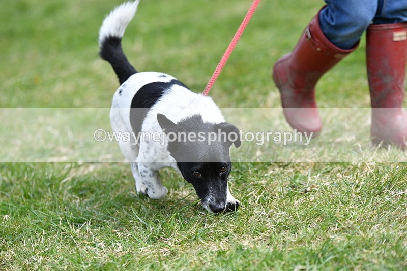 WJ5_0484 - Class 7 Best Terrier