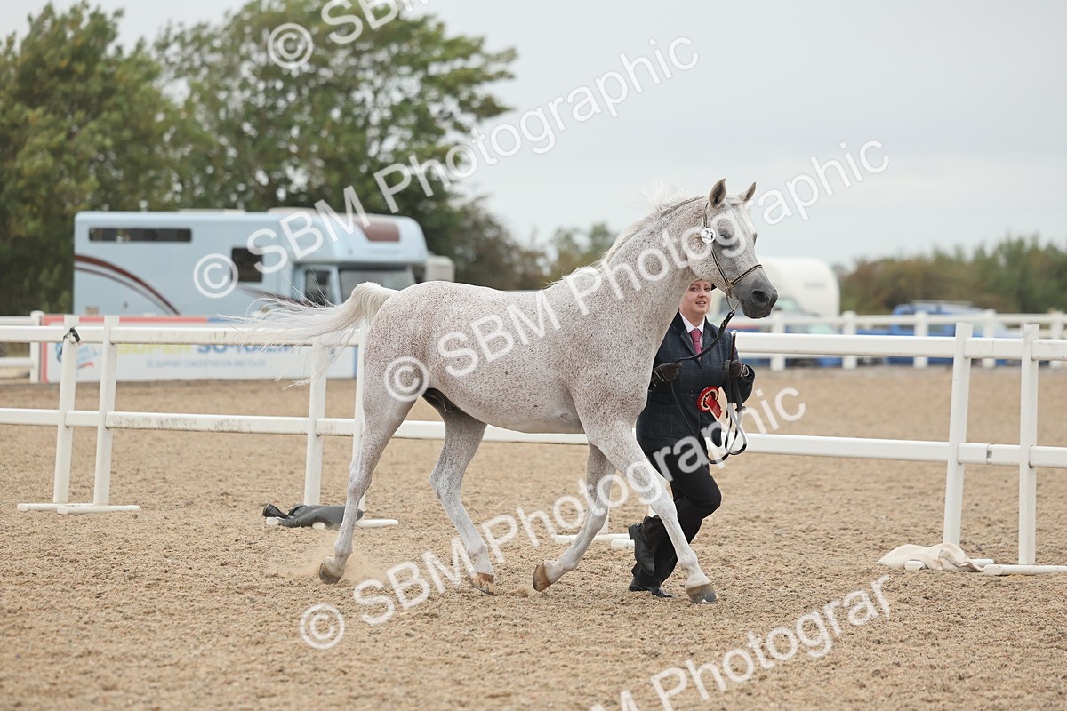 SBM_19464 - Class 317 - IH Pure Bred Horse-Pony