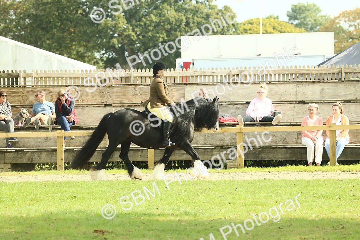 SBM_66635 - S34 - Rehabilitated Rescue Horse & Pony In Hand & Ridden