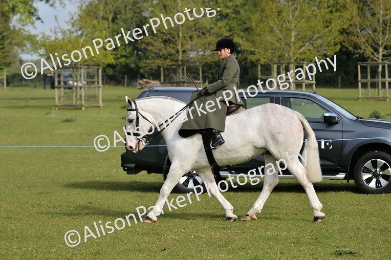 20260426-0869 - Class 18 - Novice Showing