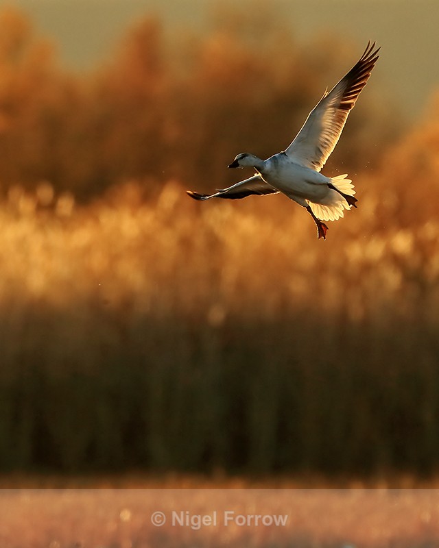 Juvenile Snow Goose, dawn landing, Bosque del Apache, New Mexico - Snow Goose