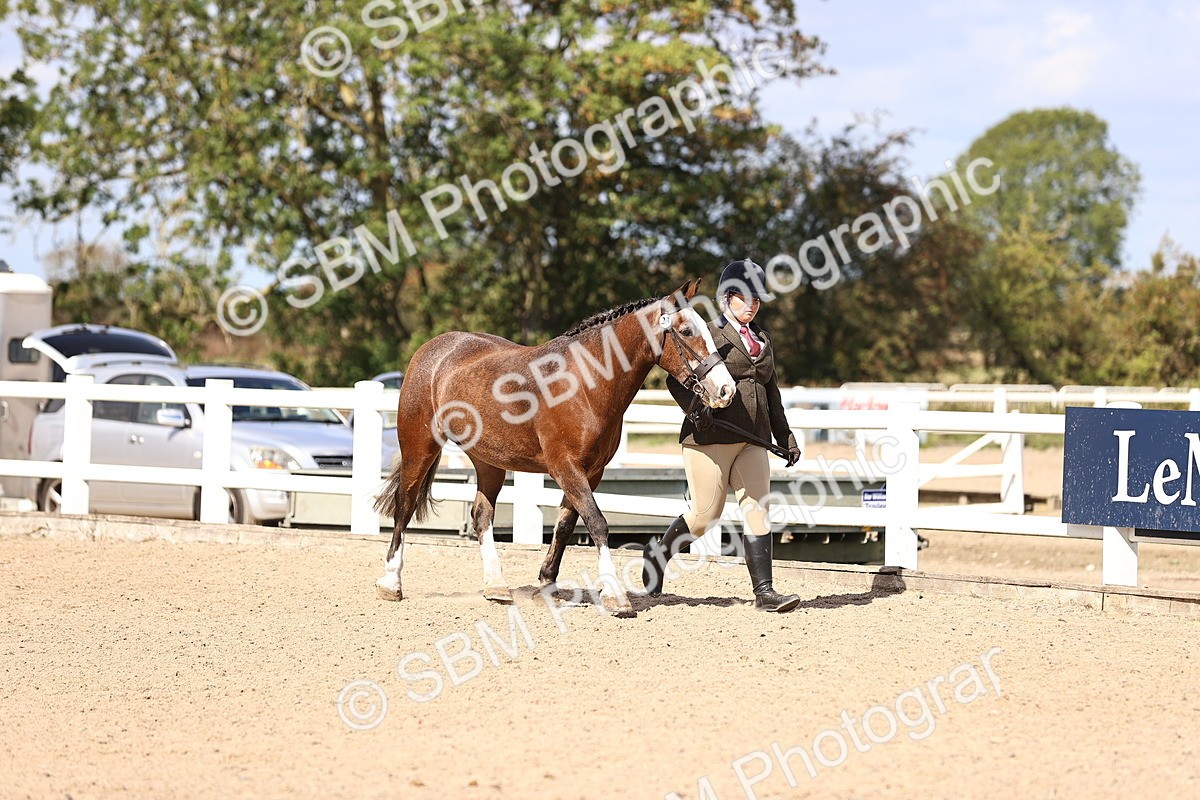 SBM_14261 - Class 411 - Prettiest Mare (IH OR Ridden) Adult