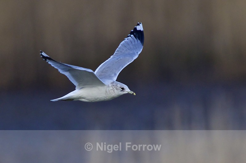 Common Gull (non-breeding) in flight at Hatch Pond - Common Gull
