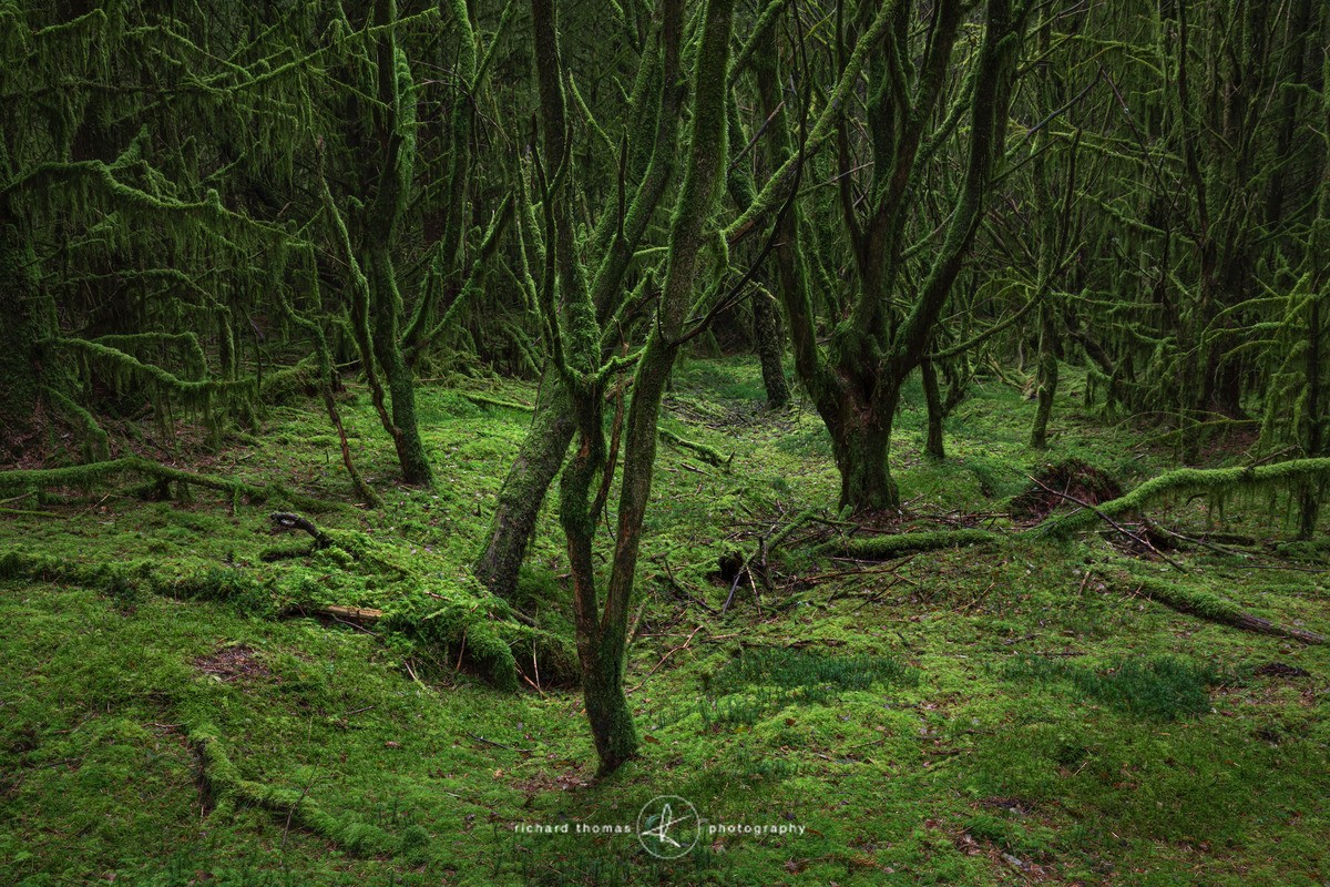 Coedwig Werdd - 2 - Woodland