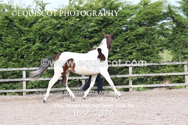 BPP_7076 - RING 1  (RIDDEN HORSES / IN HAND / VETERAN ETC)
