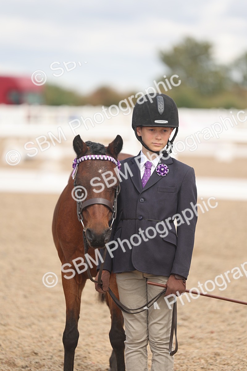 SBM_04471 - Class 18 - Handsomest Gelding (IH or Ridden)