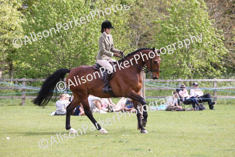20260426-4350 - Class 34 - Best Riding Horse Over 14.2hh