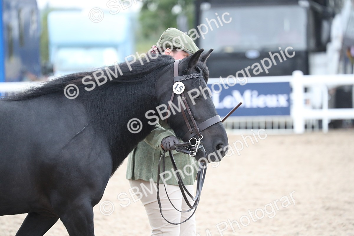 SBM_17867 - Class 317 IH Pure bred Horse/Pony