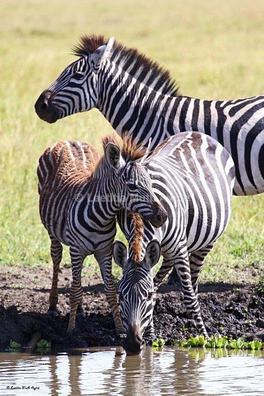 IMG_1145 Maasai Mara - Zebras