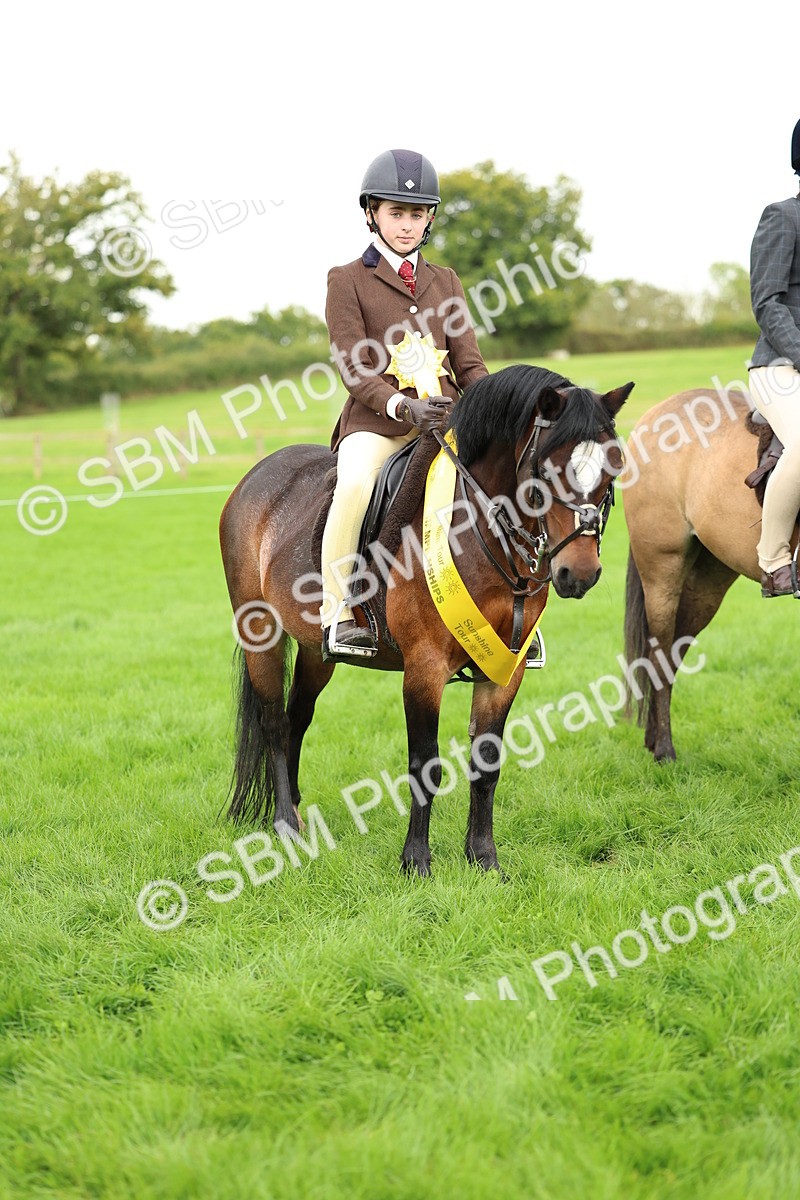 SBM_41886 - S32 - Mountain & Moorland Working Hunter Pony