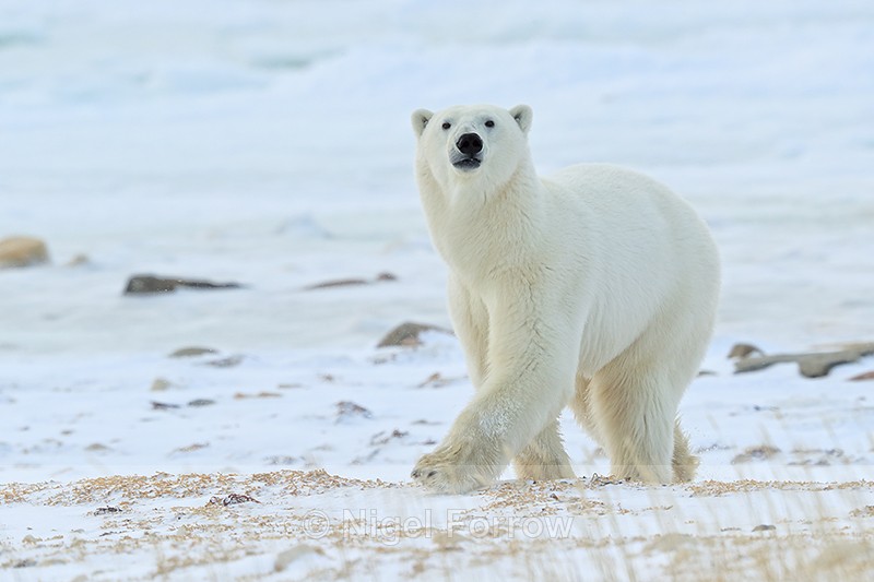 Polar Bear on frozen shoreline, Churchill, Canada - Polar Bear