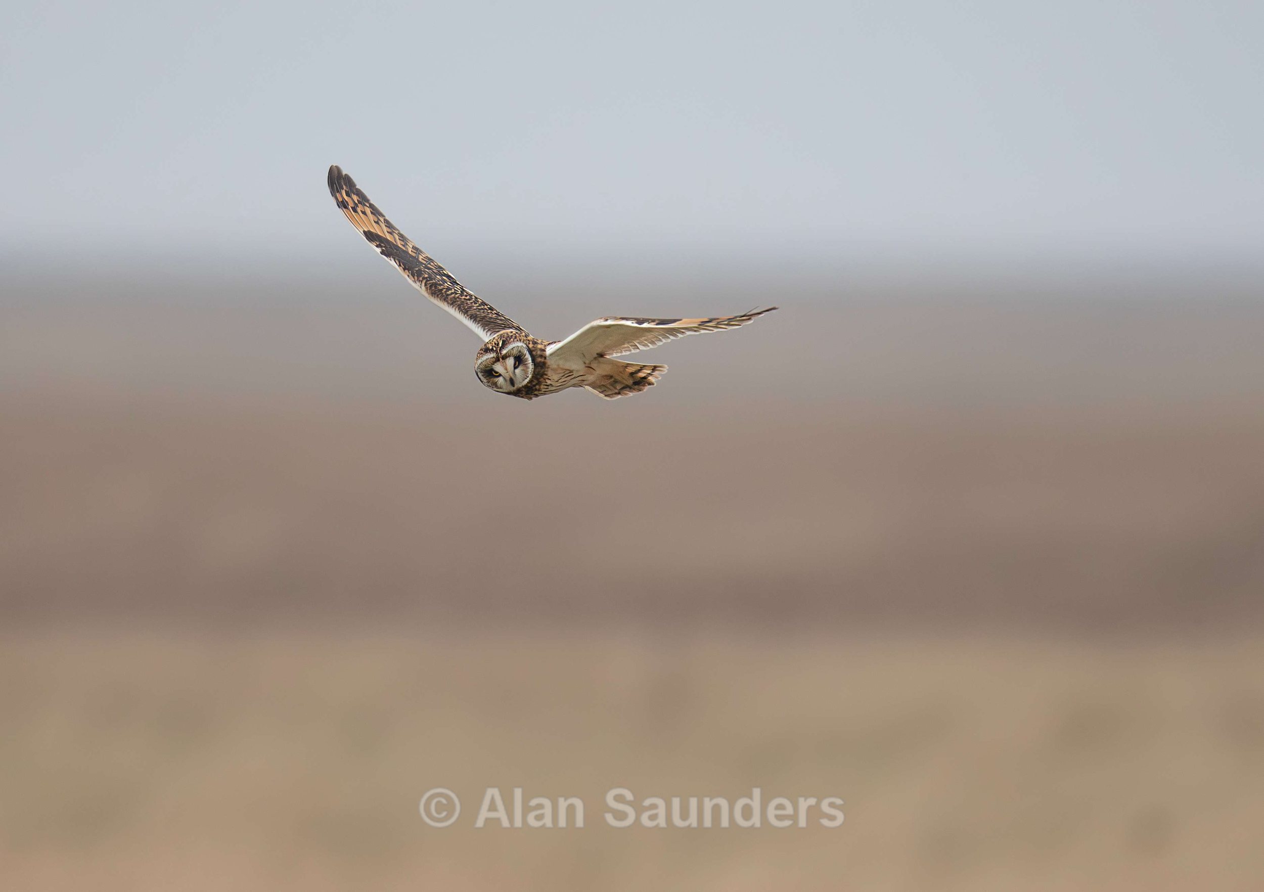 Short Eared Owl
