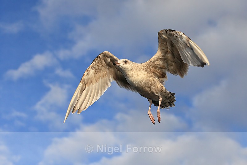 Herring Gull flying above boat, Flatanger, Norway - Herring Gull