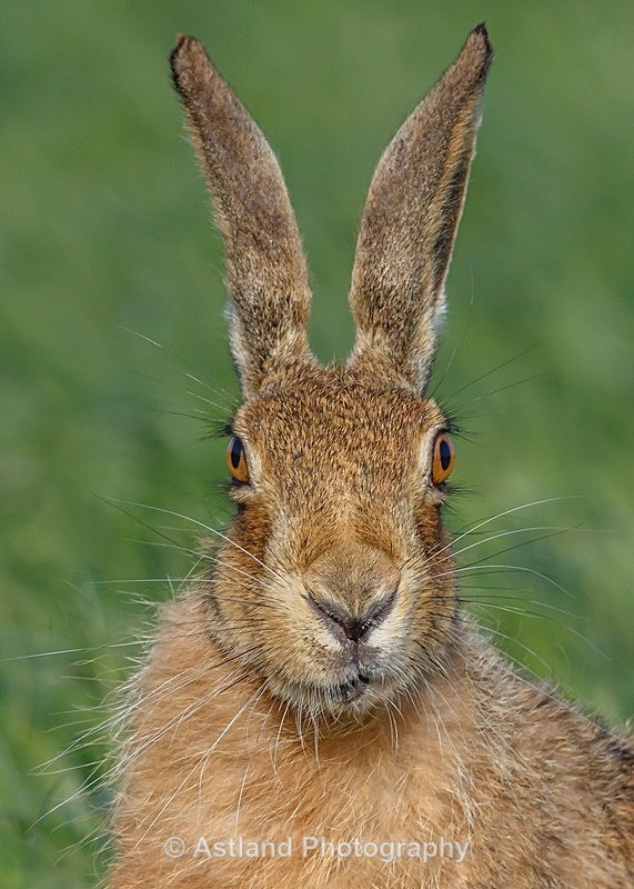 Astland Photography, Bird and Wildlife Images, Susan and Peter Wilson, U.K.