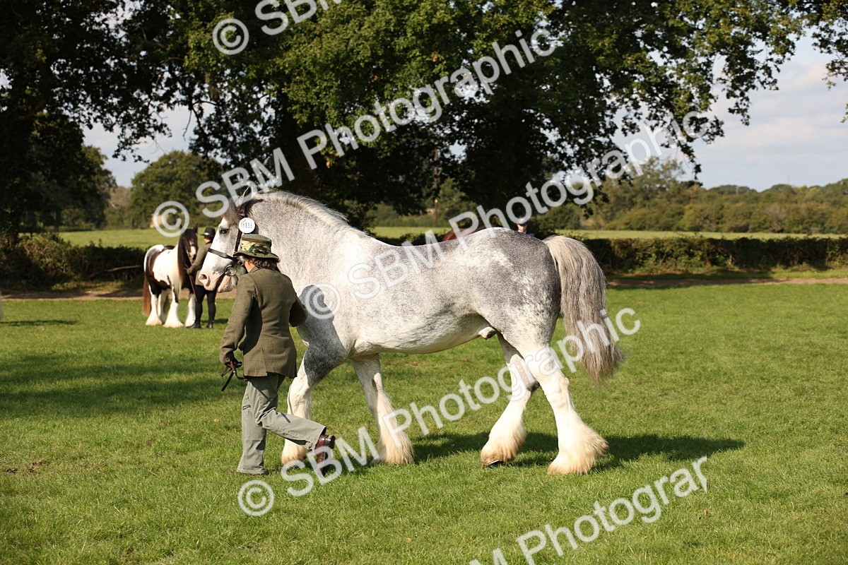 SBM_62250 - S55 - Traditional Cob In Hand
