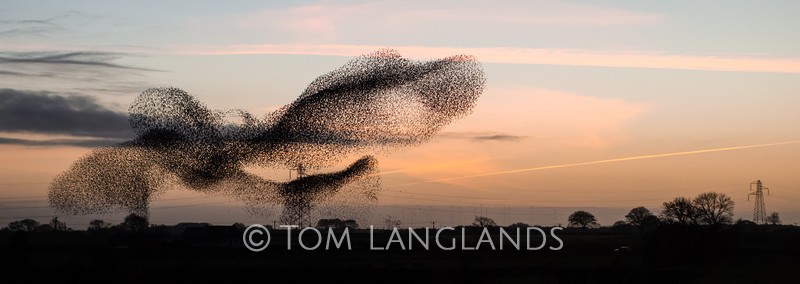 Starlings - Starlings and Murmurations