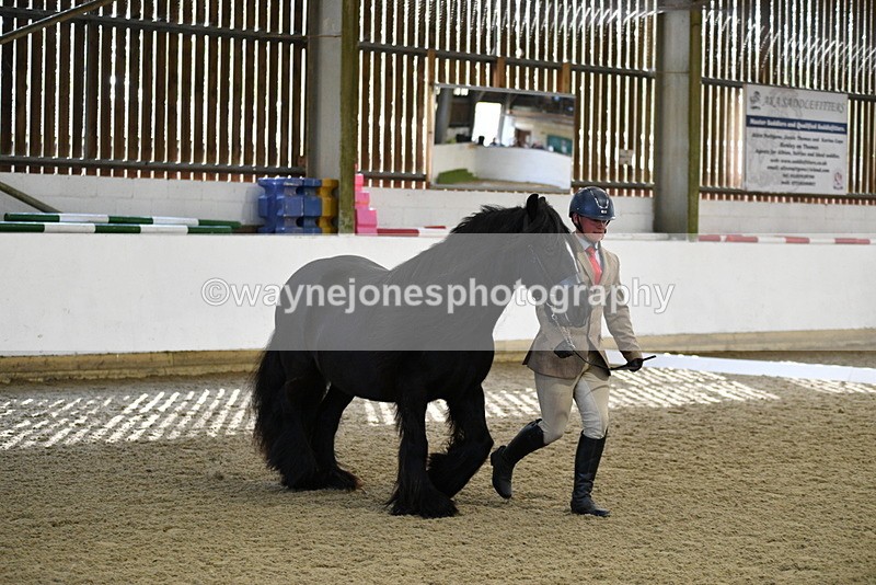 WJ5_4256 - Class 6 In hand M&M - Large Breeds