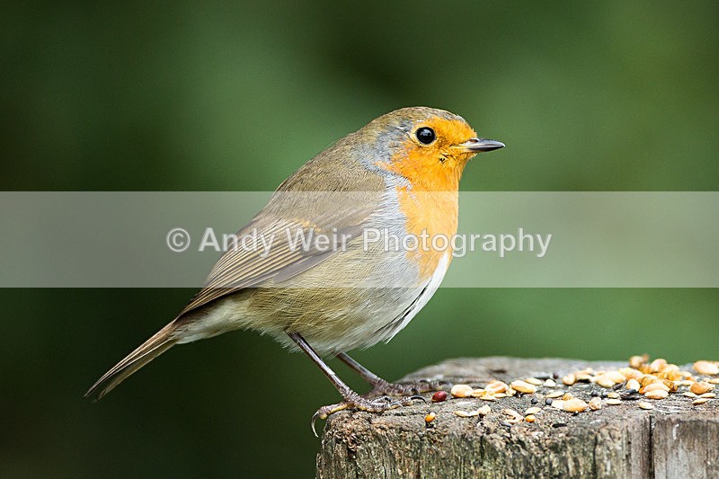 20130901-3K8A5741 - Robin