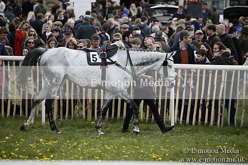PtP 170417 51 - Old Berks Point-to-Point Lockinge 17/04/17