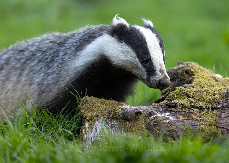 BADGER 1 - BADGERS