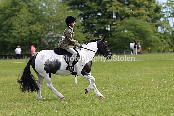 IMG_3368 - Working Hunter