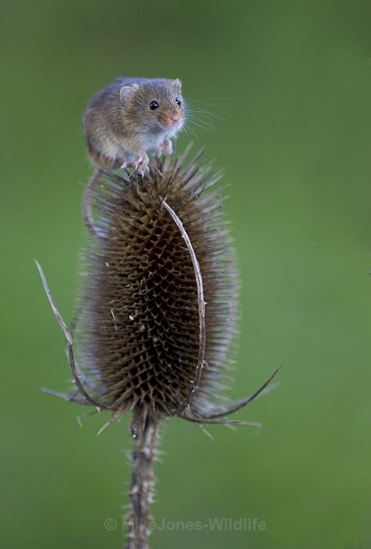 HARVEST MOUSE ref HM 5 - HARVEST MOUSE