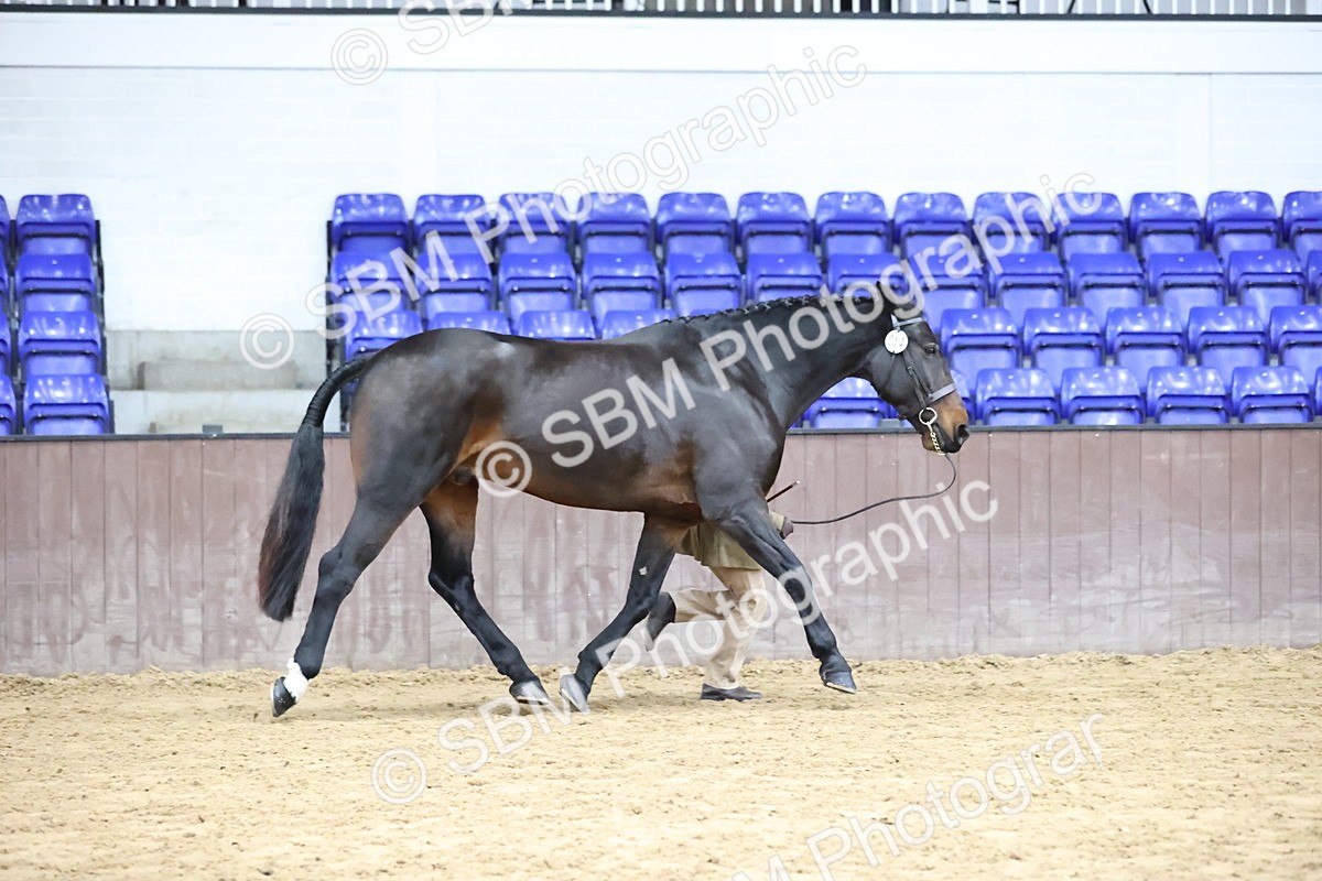 SBM_5730 - Class 3 - BSHA In Hand Show Hunter