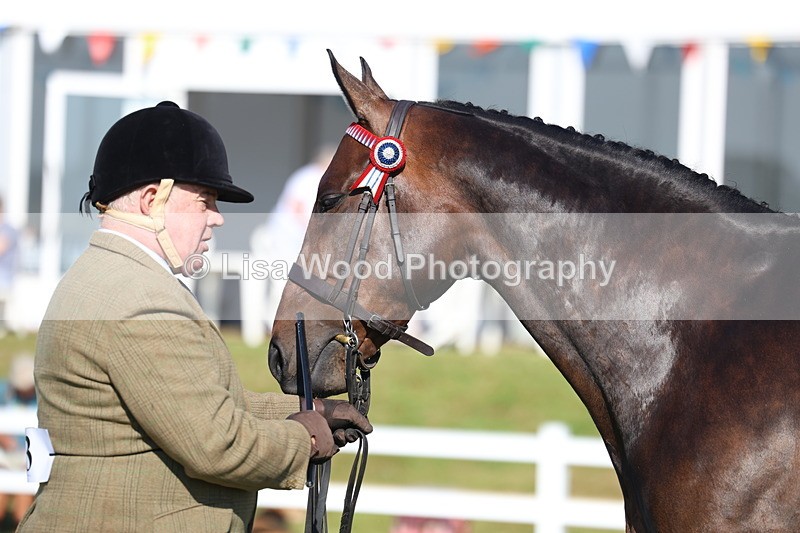 3E7A5637 - Class 2: Rising Star Large Hack/Riding Horse