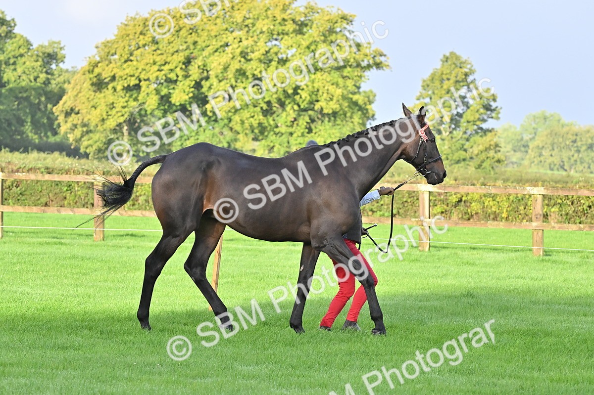 SBM_32590 - S15 - Top Turnout In Hand