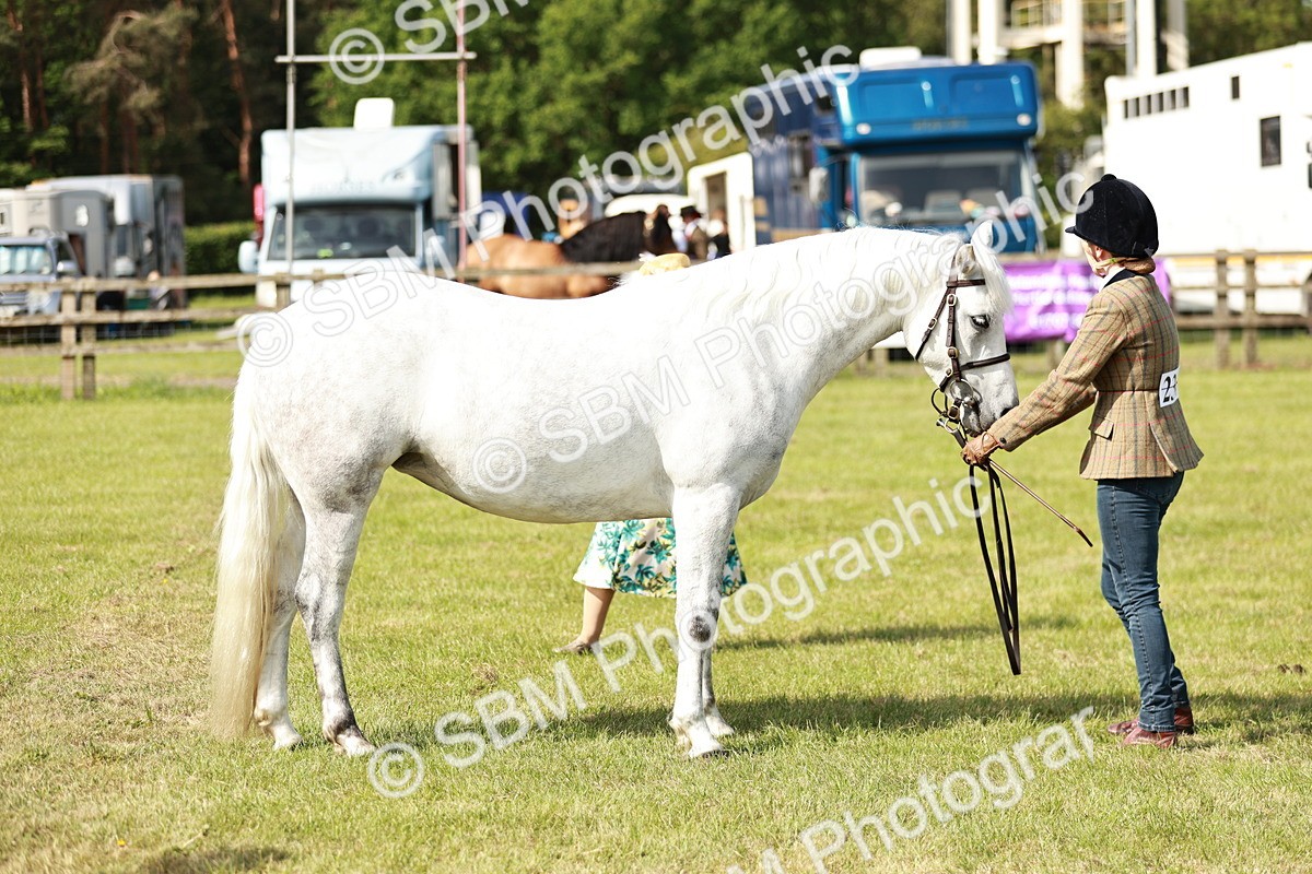SBM_01638 - Class 14-23 - Mountain & Moorland In Hand Non Welsh