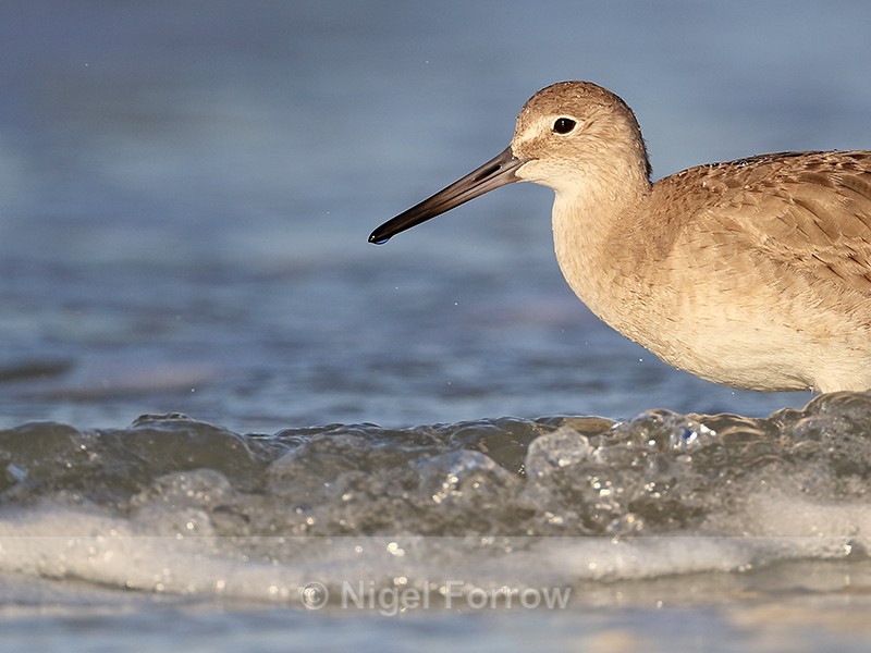 Willet close view of head, Fort De Soto Park, Florida - Willet