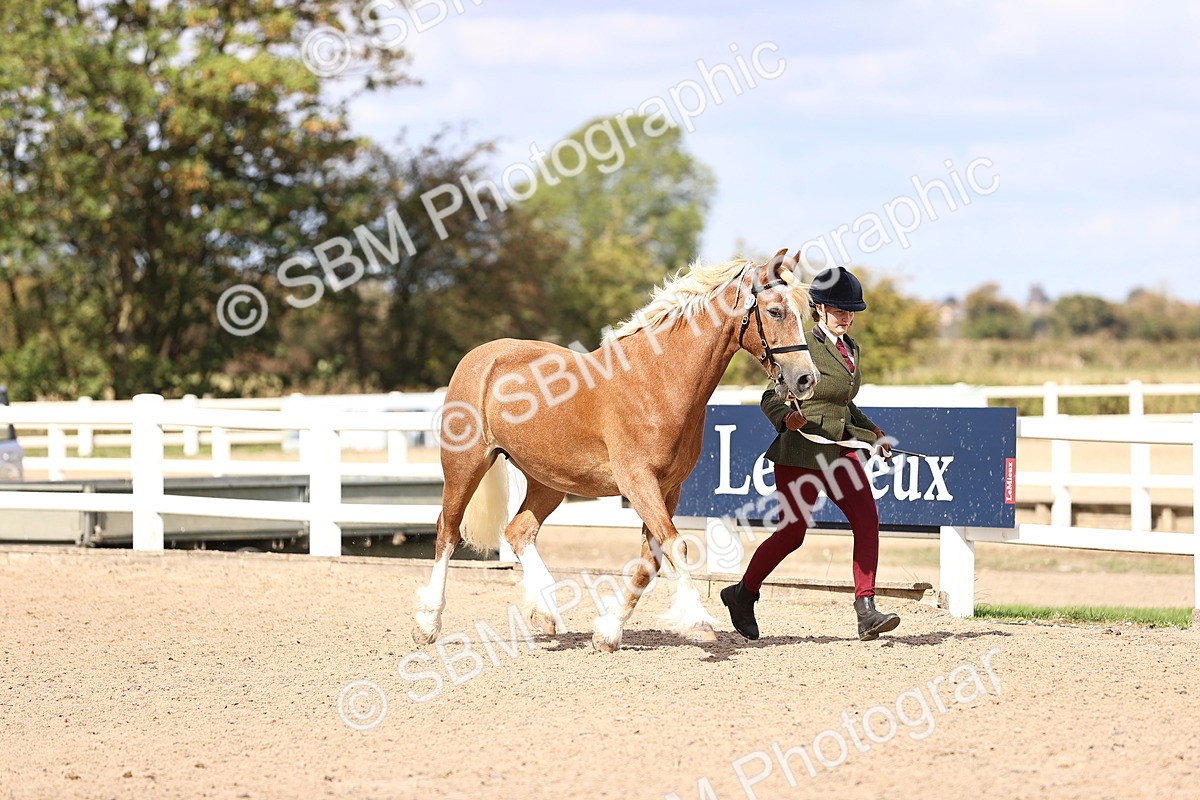 SBM_14291 - Class 411 - Prettiest Mare (IH OR Ridden) Adult