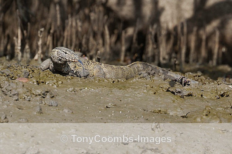 Nile Monitor Lizard - The Gambia