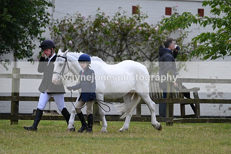 WJ7_6534 - Class 5 Handsome Gelding in hand