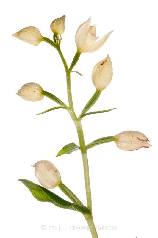  - WB: Orchids - Various