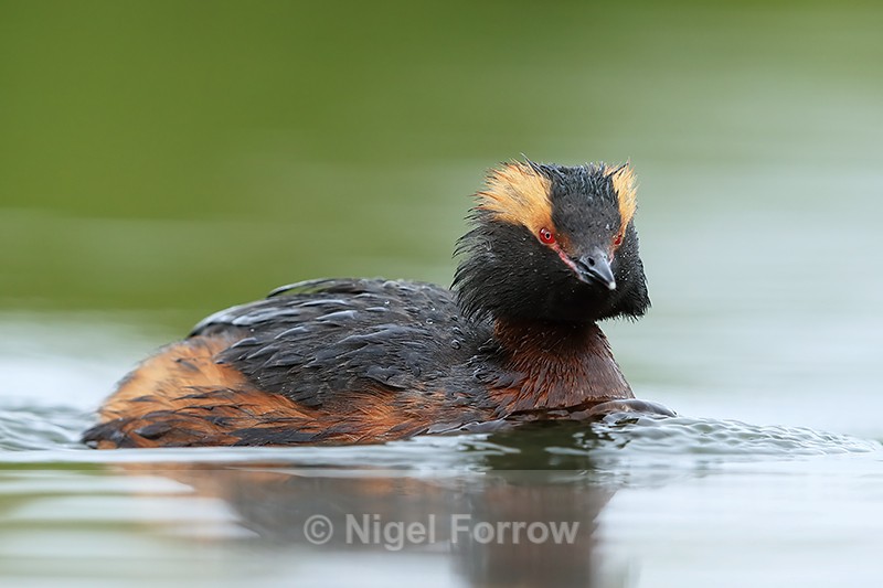 Slavonian Grebe, Lake Myvatn - Slavonian Grebe