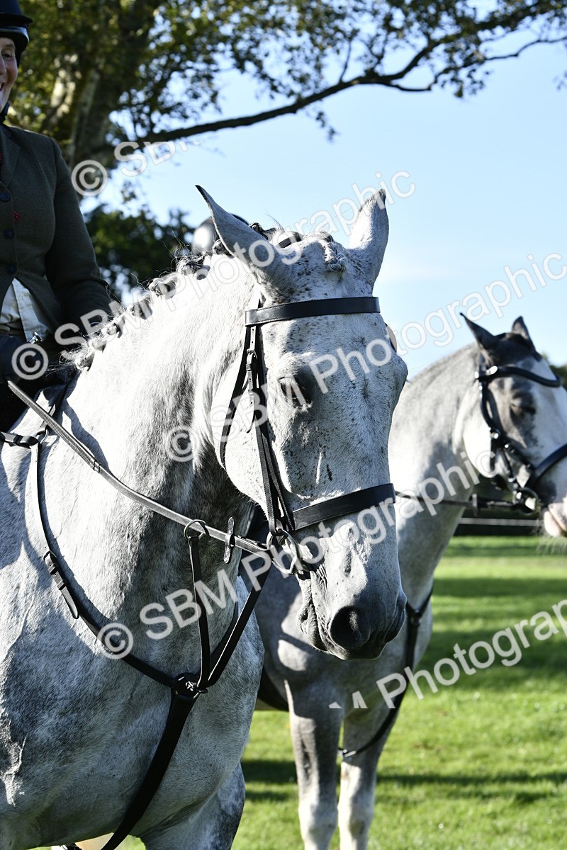 SBM_52252 - S35 - Working Hunter & Working Show Horse