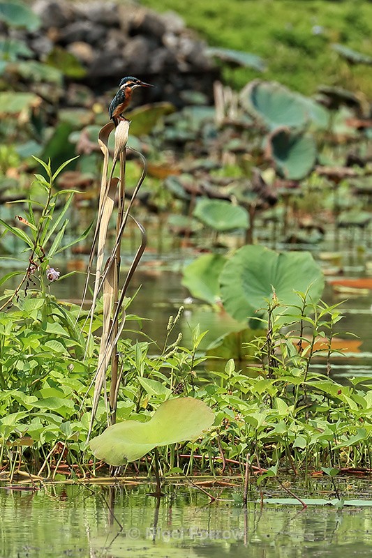 Common Kingfisher (female), Tam Coc, Vietnam - Common Kingfisher