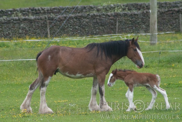 ryecroft-22 - Clydesdales 2013 Include Foals