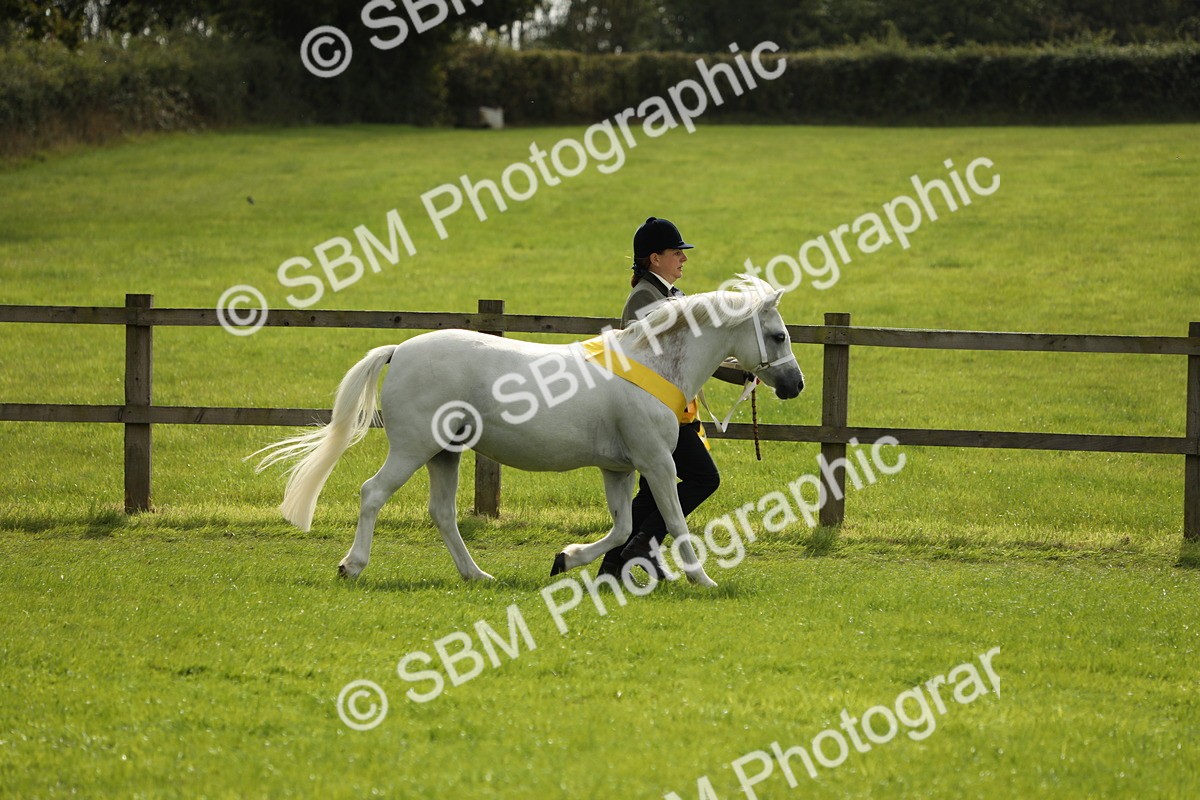 SBM_66255 - In Hand Pony & Youngstock Supreme Championship