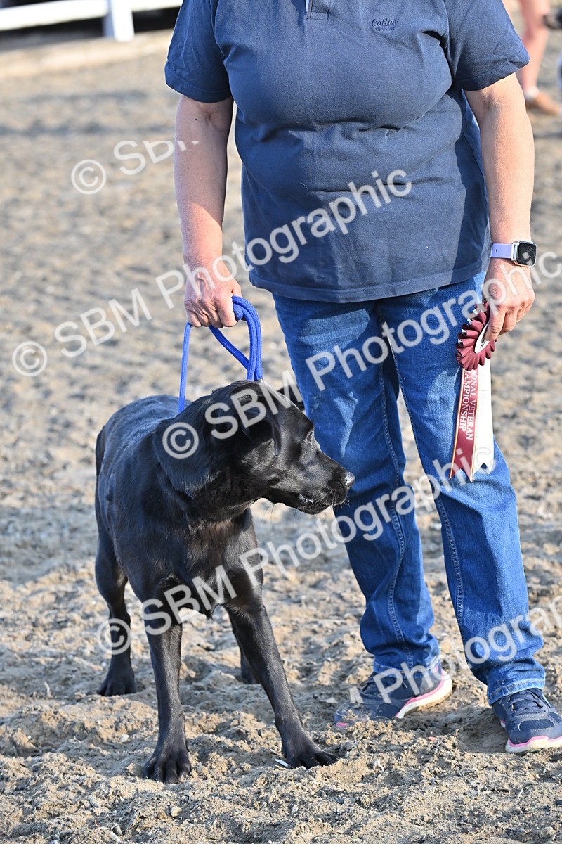 SBM_09463 - Lorry Dogs