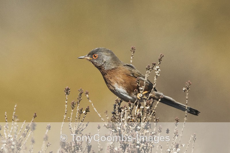 Dartford Warbler - Birds