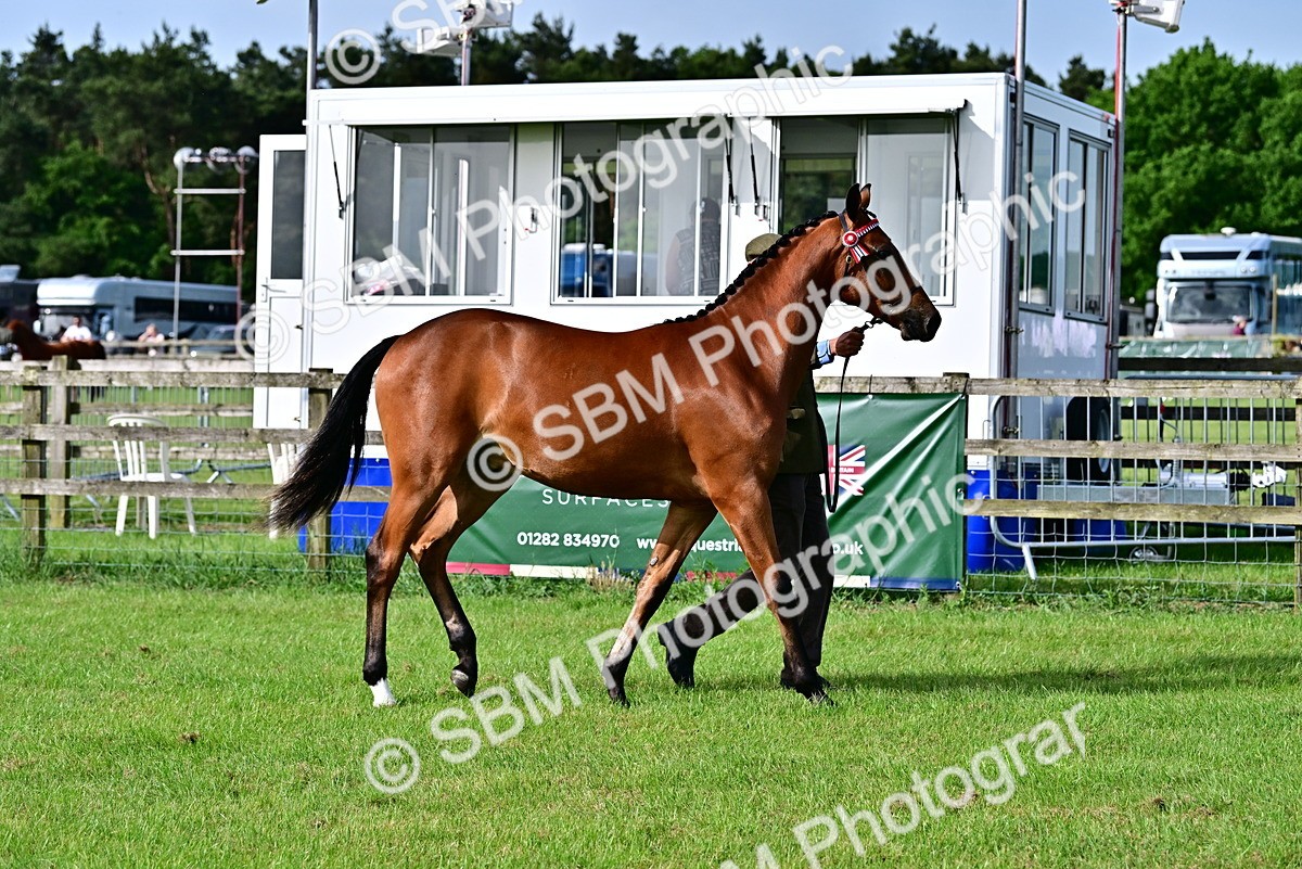 SBM_00081 - Class 46-49 - Arab and Part Bed-Anglo Arab In Hand