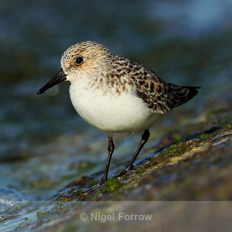 Sanderling (female, breeding plumage) on the causeway at Farmoor - Sanderling