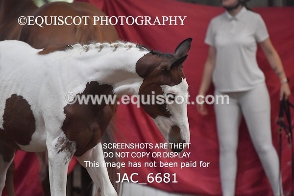JAC_6681 - 15 Ziggy of Westoak