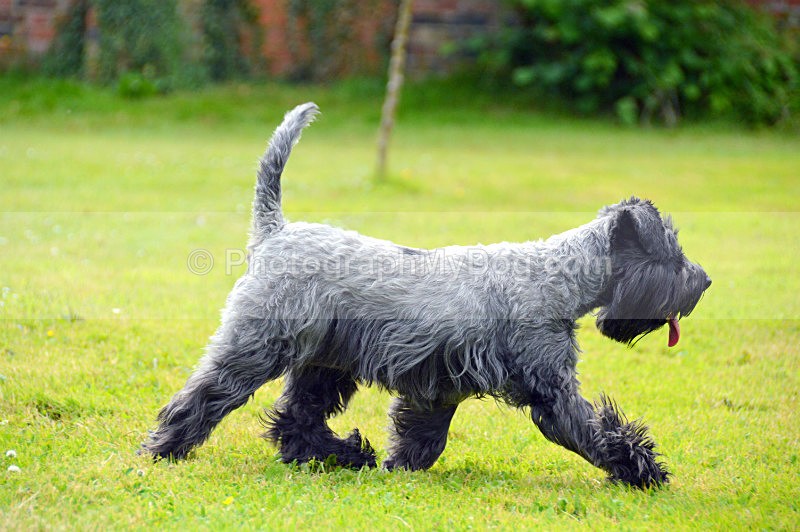  - Schnauzers
