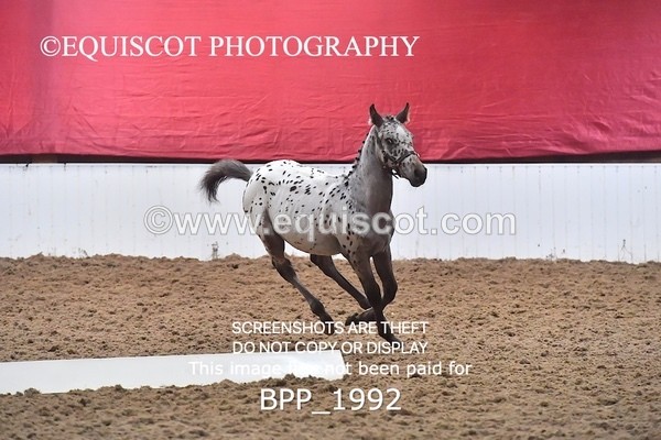 BPP_1992 - AFTERNOON 12.30 - 3.30PM