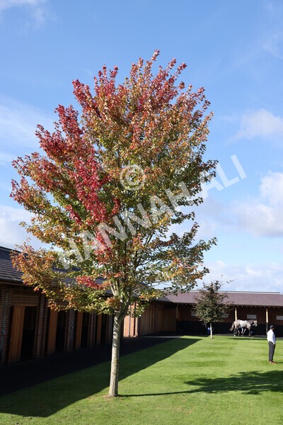 yr08102022r2-11 - Race 2 2.05pm The Coral Rockingham Stakes